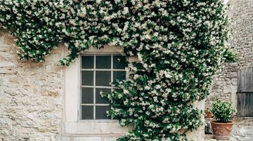White jasmine flowers climbing a stone house wall, representing the calming scent and benefits of jasmine for mood and sleep