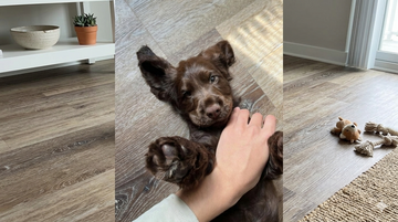 Puppy being held indoors near a humid environment, highlighting how mould and humidity can affect dog health