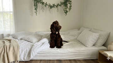 Dog sitting on a bed in a home setting, illustrating how pets are vulnerable to indoor mould and humidity exposure